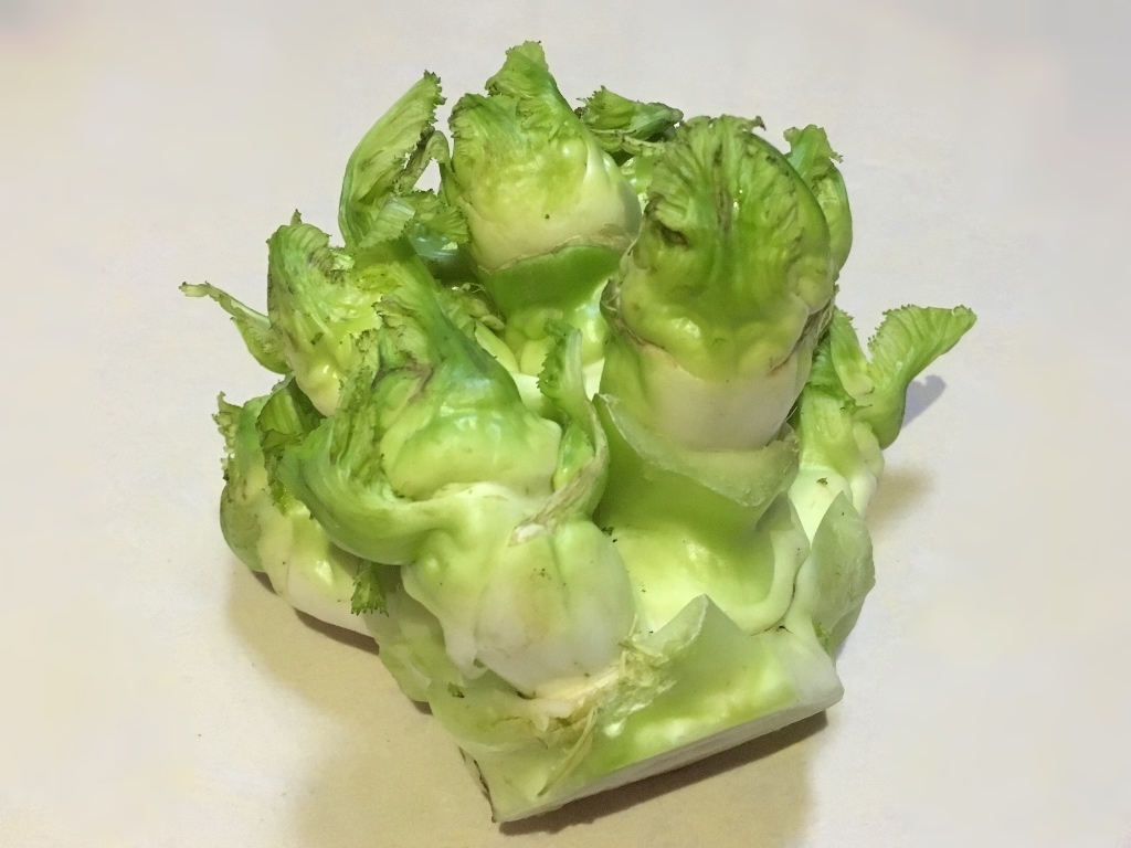 中国野菜を食べてみる 儿菜 子持ち高菜 は本当に美味しいお勧め野菜だ 深セン 香港の観光旅行生活情報局