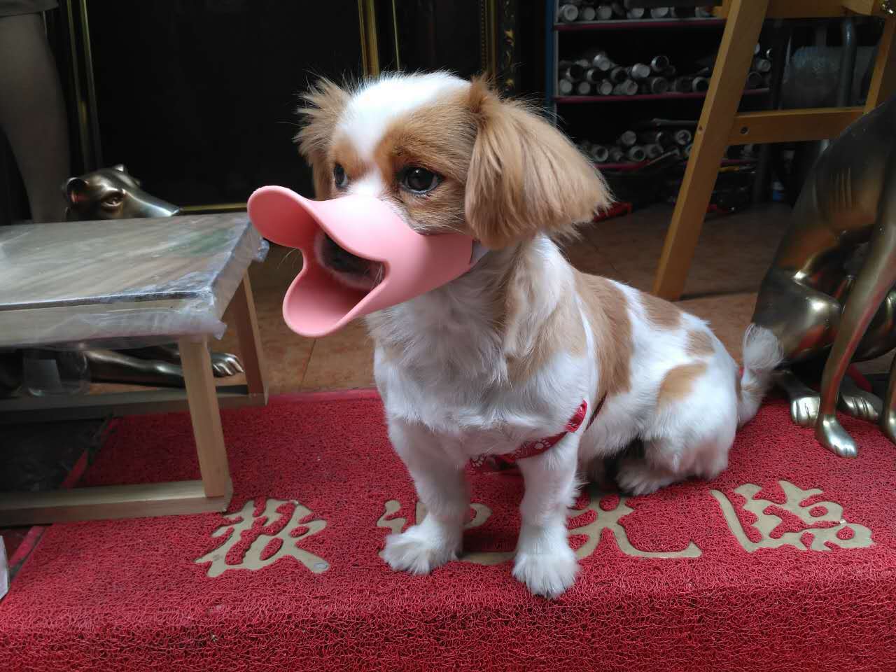 アヒルの口をした犬 深セン 香港の観光旅行生活情報局