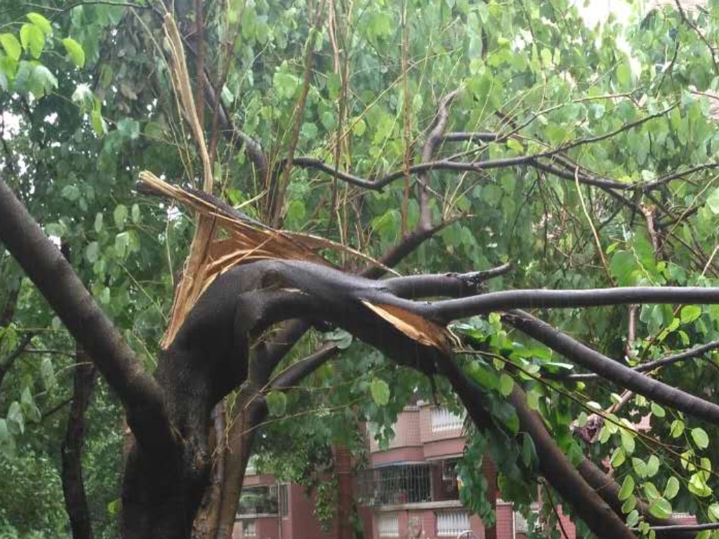 台風14号 国際名 パカー が過ぎ去ったあとの深センの様子 木がバキバキに折れている 17年8月27日 深セン 香港の観光旅行生活情報局