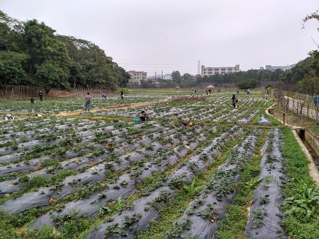 banhua (17).jpg