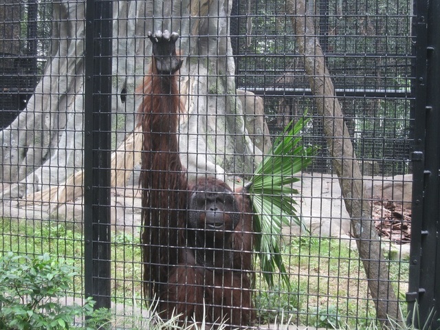 hkzoo (10).JPG