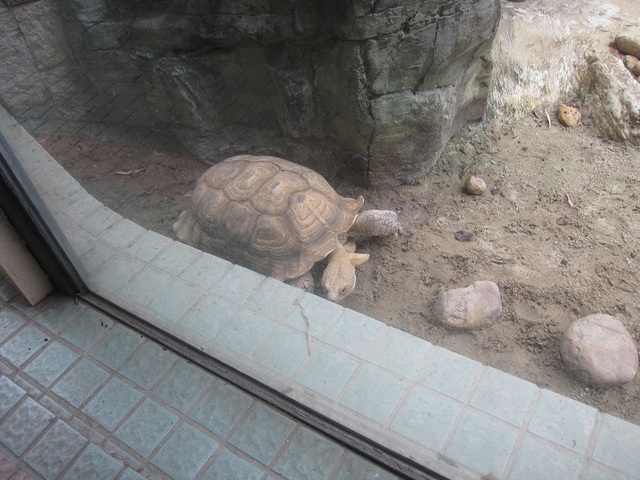 hkzoo (11).JPG