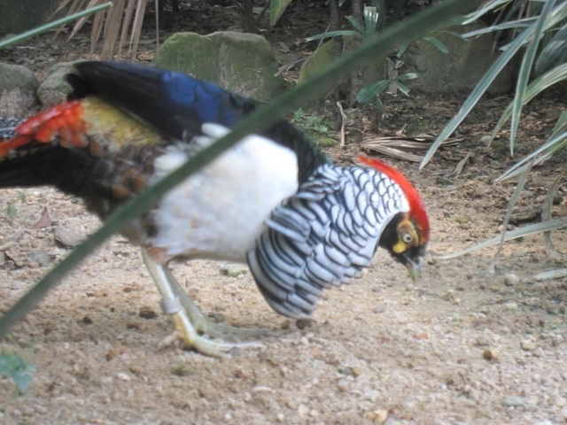 hkzoo (4).JPG