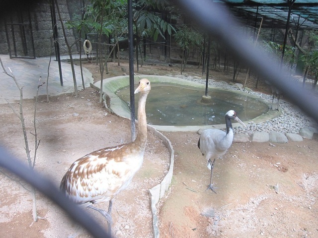 hkzoo (7).JPG